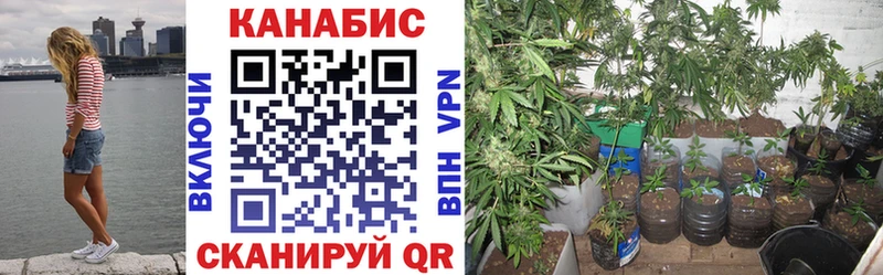 купить наркоту  MEGA как зайти  Бошки Шишки индика  Семикаракорск 